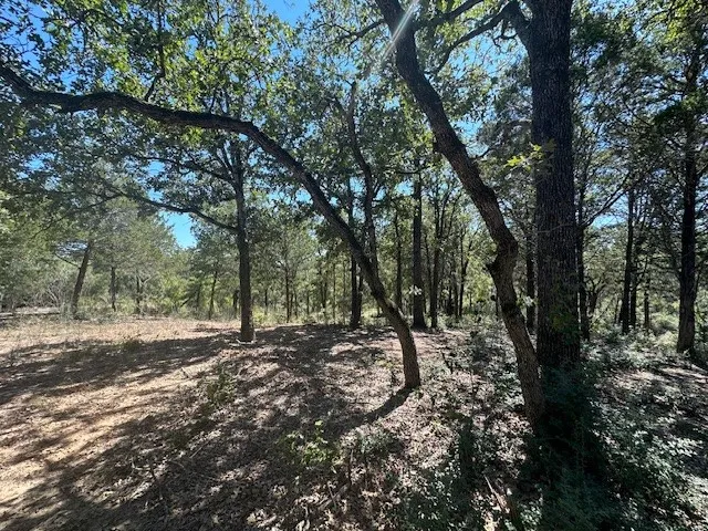 a view of a forest filled with trees