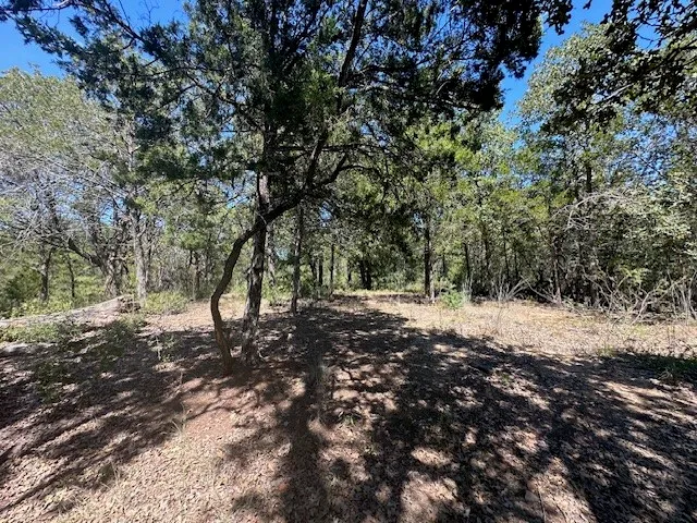 a big yard with lots of trees