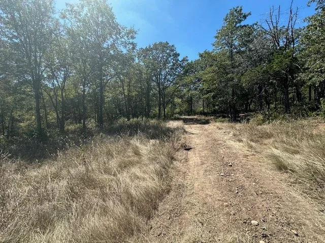 a view of a bunch of trees and bushes