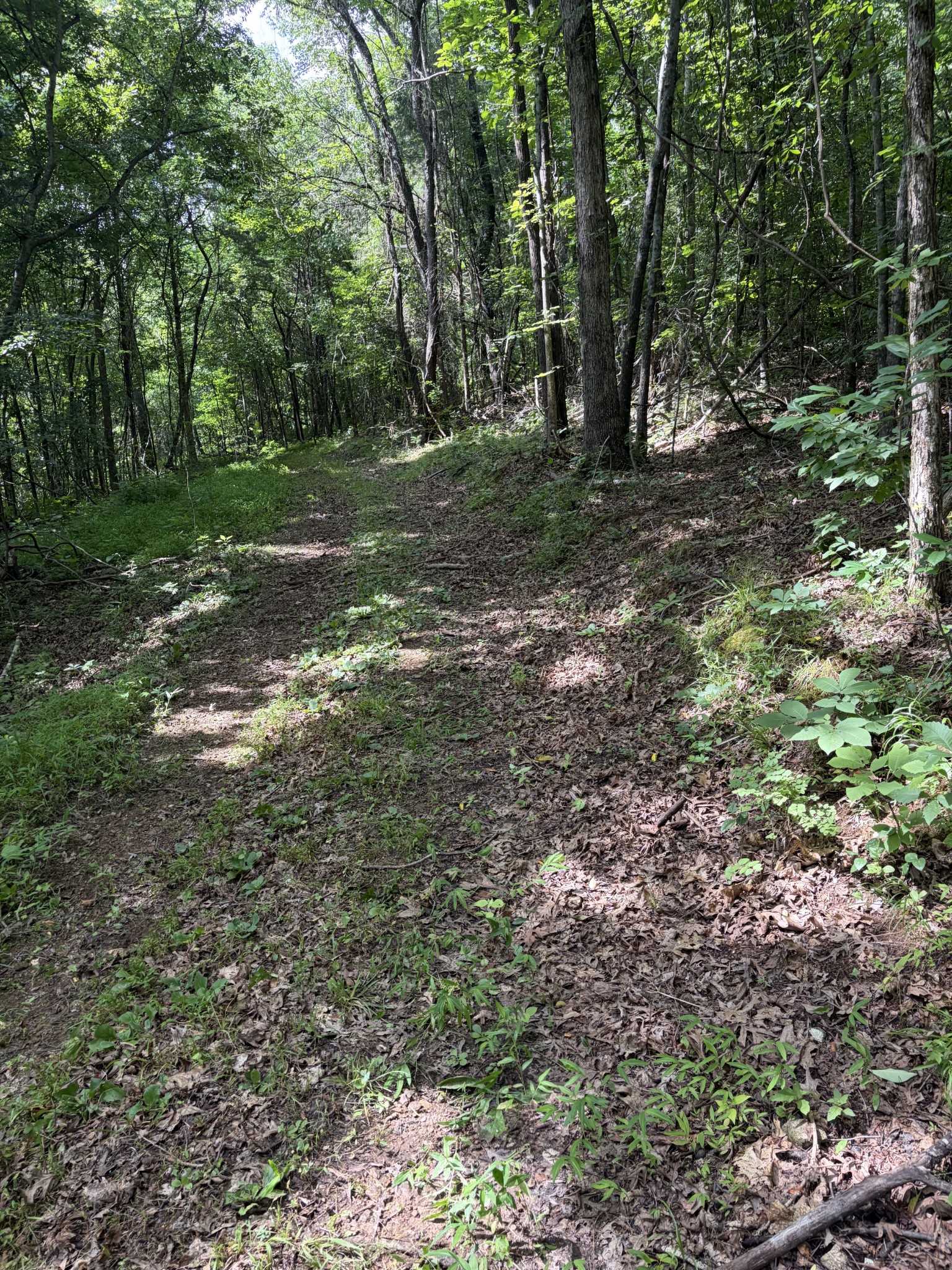 0 Kelso-Smithland Road Kelso, TN 37348 - Photo 43 of 45 a view of a forest with trees