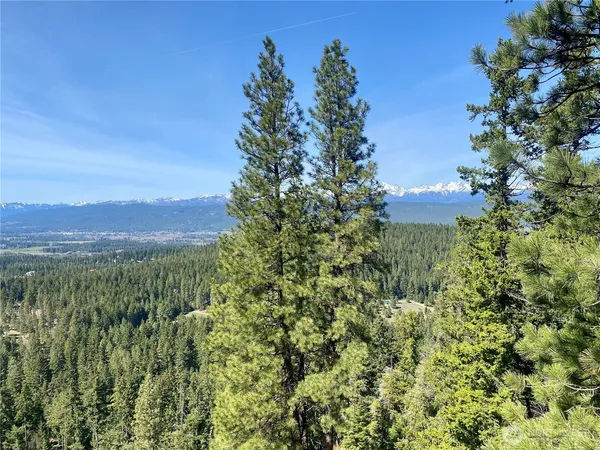 a view of a lush green forest with lots of trees