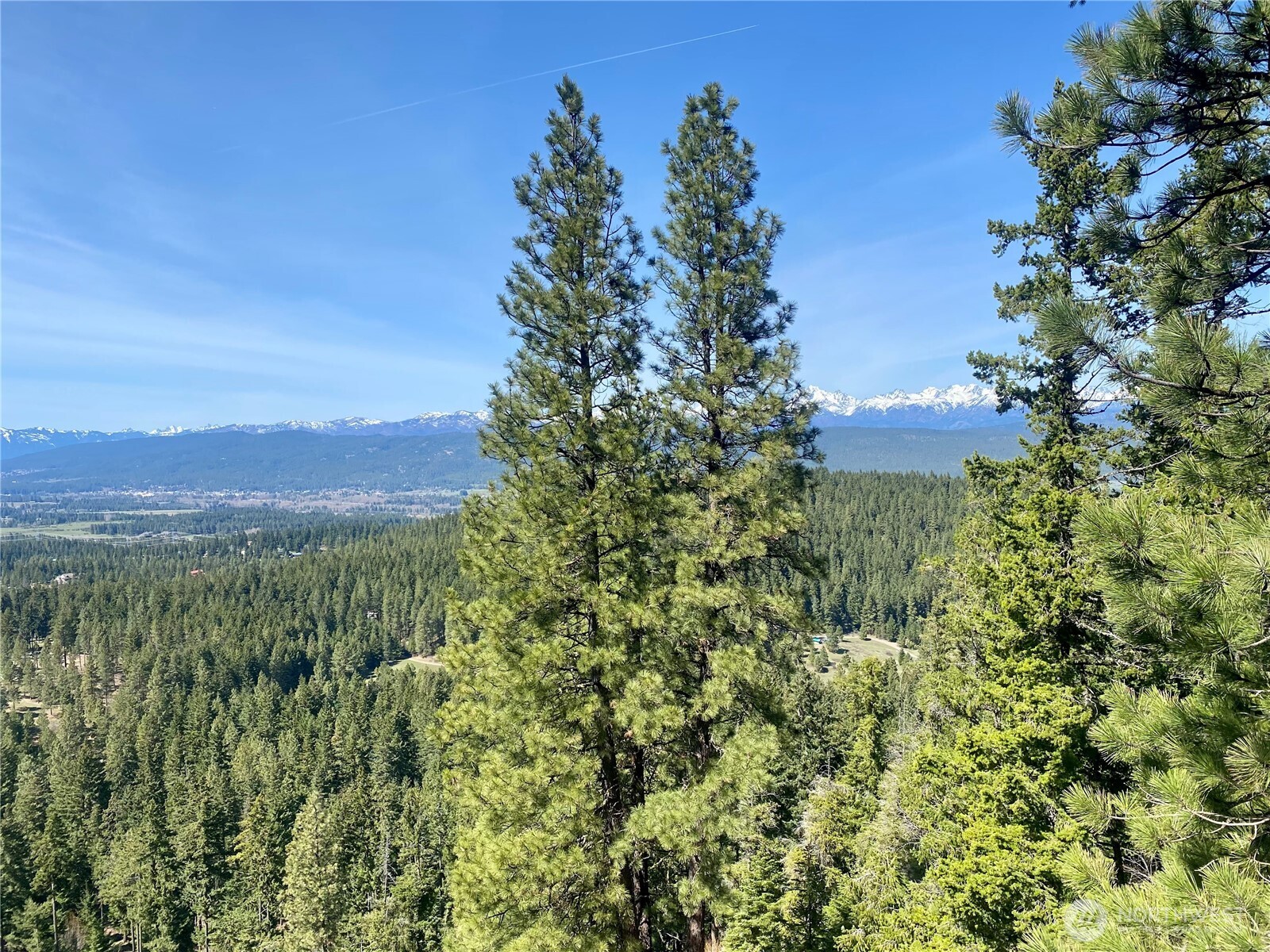393 Tom And Nita Road Cle Elum, WA 98922 - Photo 3 of 30 a view of a lush green forest with lots of trees
