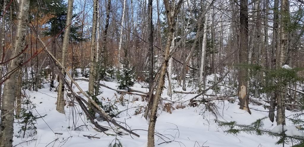 0 Easter Hill Road Roxbury, ME 04275 - Photo 20 of 56 20210107_132736