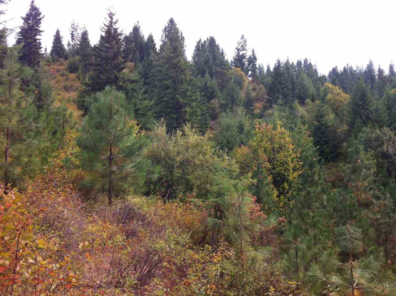 Tbd Taylor Ranch Way Loon Lake, WA 99148 - Photo 1 of 10 Gallery Image 1
