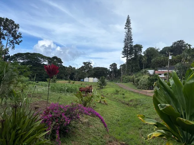 a view of a garden with an outdoor seating