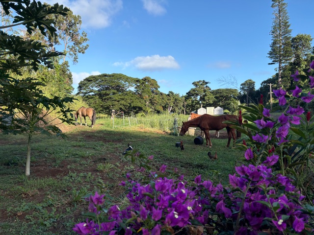 235 A Kanaele Road Kapaa, HI 96746 - Photo 7 of 8 a view of a garden
