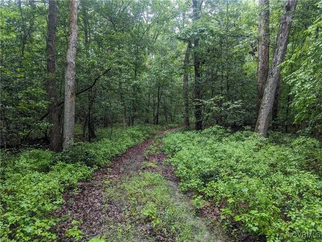 a view of a lush green forest