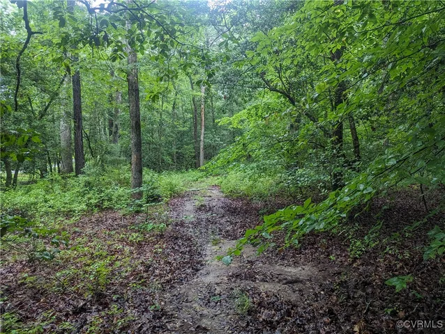 a view of a forest that has large trees