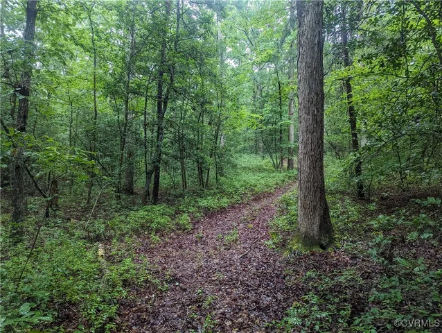 a view of a lush green forest