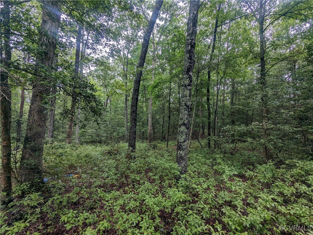 0 Good Hope Road Lanexa, VA 23089 - Photo 6 of 11 a view of a lush green forest