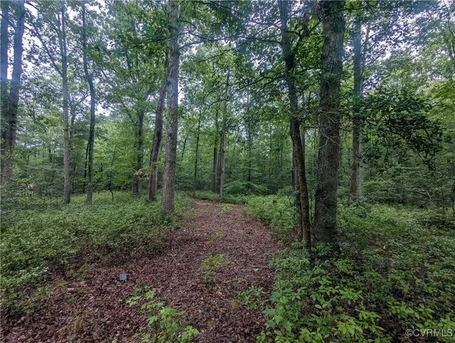 a view of a forest that has large trees