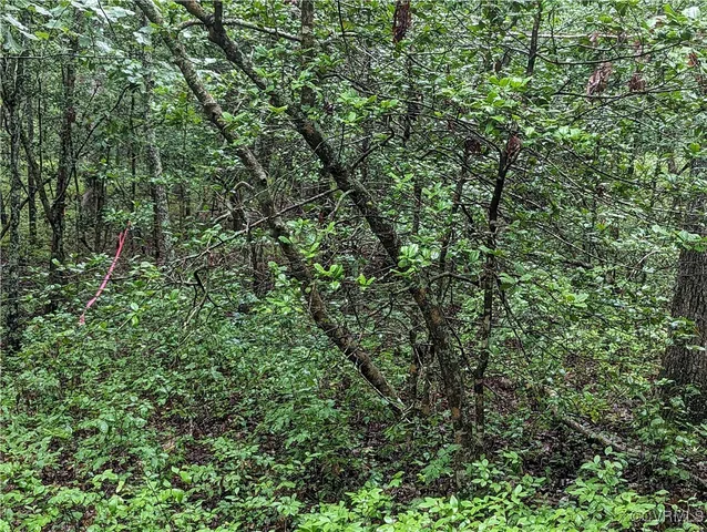 a close up of a yard