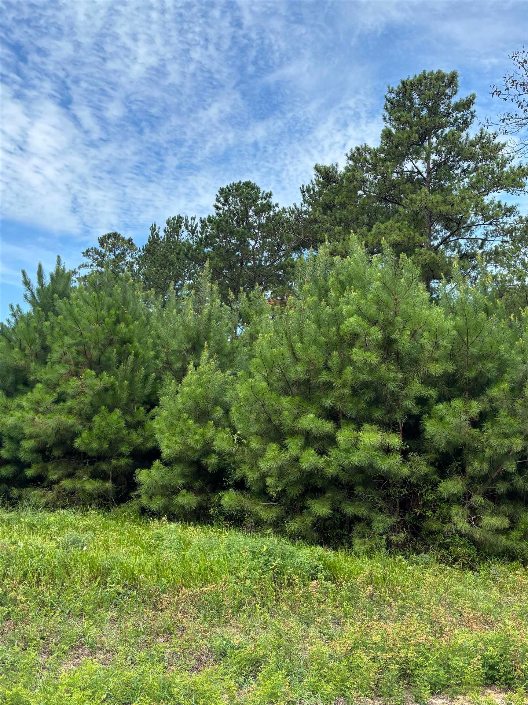 0 Canoe Road Andalusia, AL 36421 - Photo 1 of 3 Gallery Image 1
