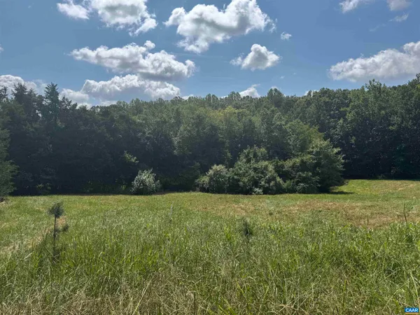 a view of a forest with a tree