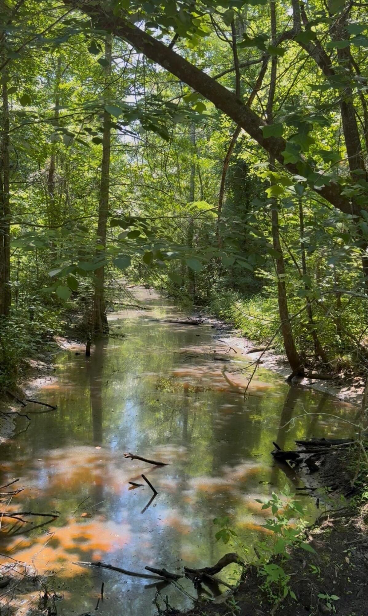 0 Gardenia Road Blackville, SC 29817 - Photo 3 of 9