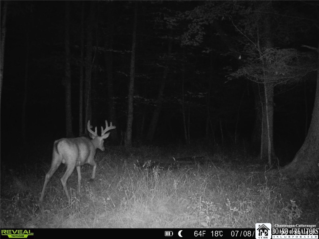 9039 Kidder Road Mina, NY 14781 - Photo 48 of 48 Night visitor