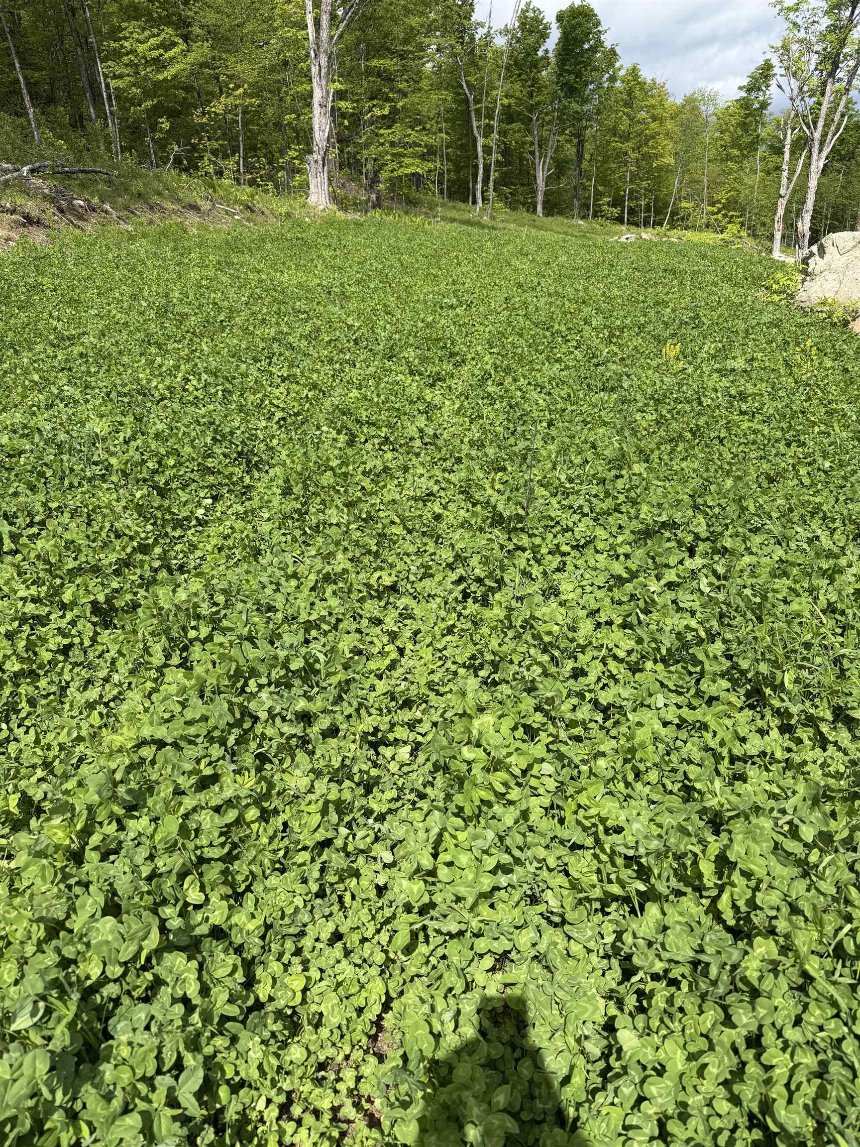 842 Gibbs Road, Unit LOT 1 Newport Town, VT 05857 - Photo 10 of 14