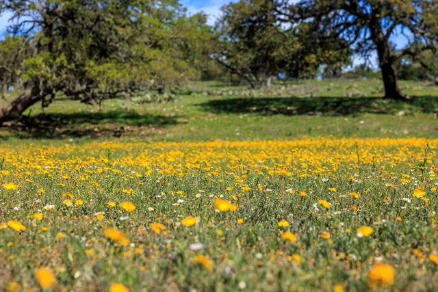 a view of a field with an trees