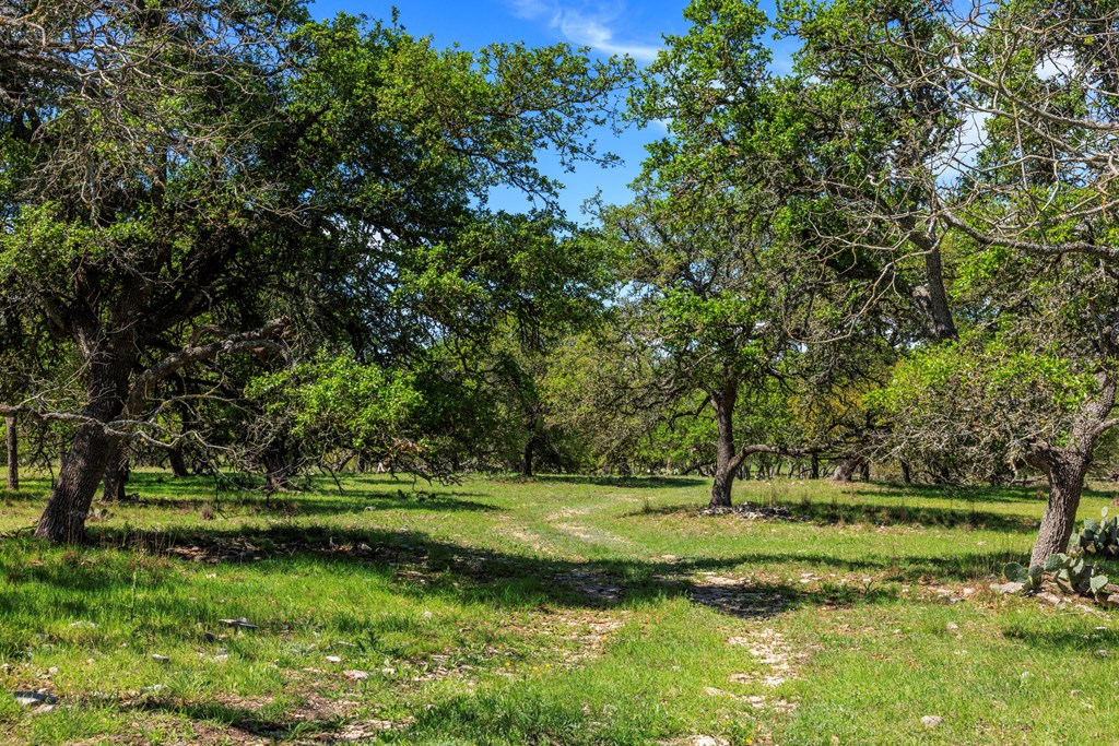 215 Dally Road Comfort, TX 78013 - Photo 19 of 21 a view of a park