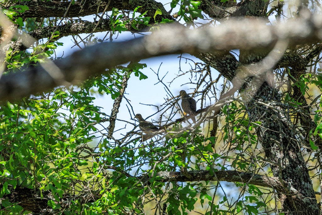 215 Dally Road Comfort, TX 78013 - Photo 21 of 21