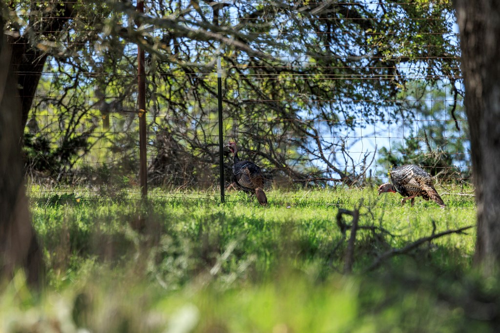 215 Dally Road Comfort, TX 78013 - Photo 6 of 21 a backyard of a house with lots of green space