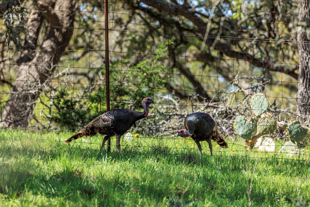 215 Dally Road Comfort, TX 78013 - Photo 7 of 21 a view of a garden