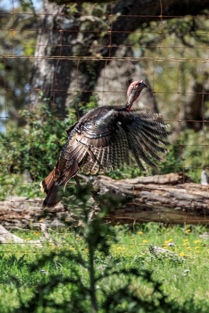 215 Dally Road Comfort, TX 78013 - Photo 8 of 21