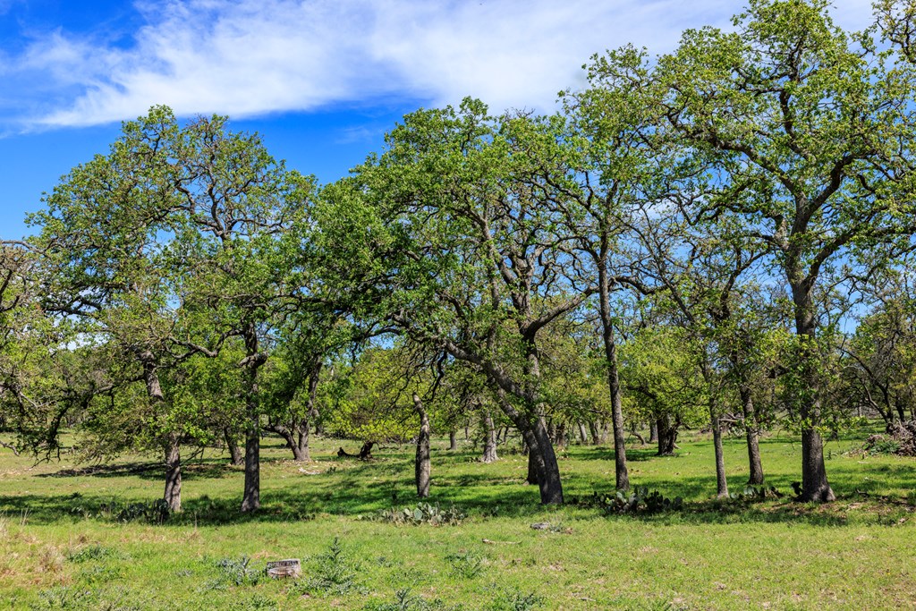 215 Dally Road Comfort, TX 78013 - Photo 9 of 21 a view of backyard with outdoor and green space