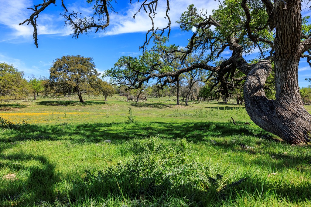 215 Dally Road Comfort, TX 78013 - Photo 10 of 21 a view of a garden