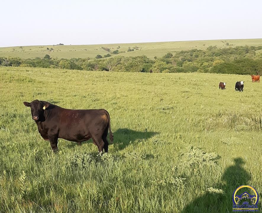 21435 Boothill Road Paxico, KS 66526 - Photo 29 of 34 Gallery Image 29