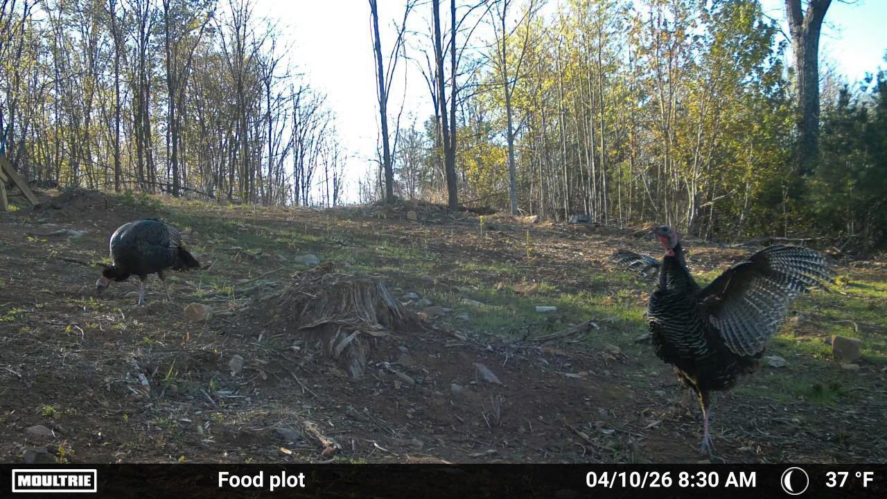 175 Hayden Mountain Road Boones Mill, VA 24065 - Photo 86 of 90 1000082884