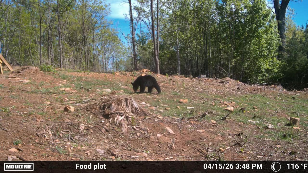 175 Hayden Mountain Road Boones Mill, VA 24065 - Photo 88 of 90 1000082886