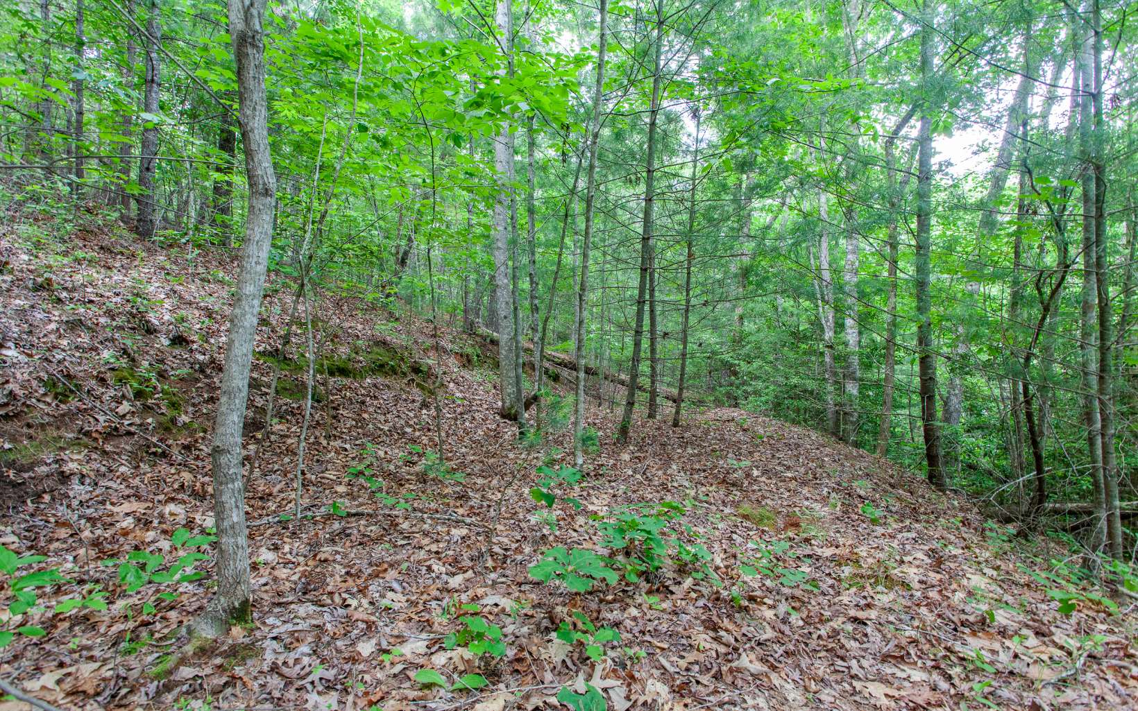 0 Mountain View Road Murphy, NC 28906 - Photo 11 of 22 Additional View