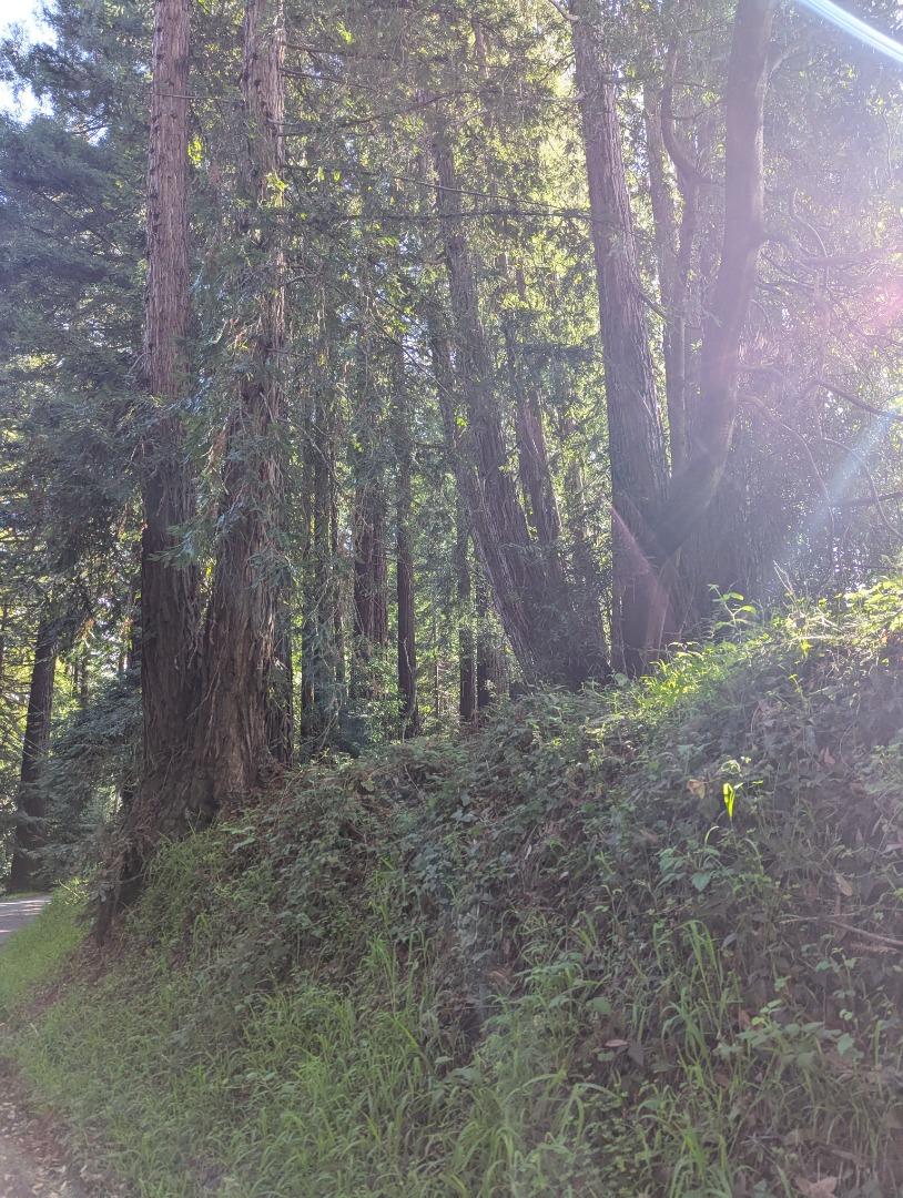 a view of a forest with trees in the background