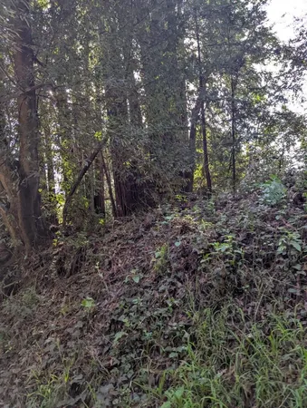 a view of a forest with trees