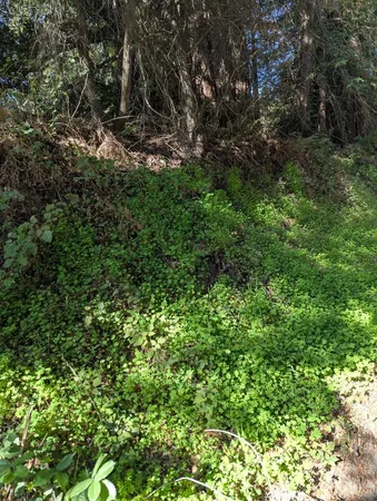 a view of a lush green forest with large trees
