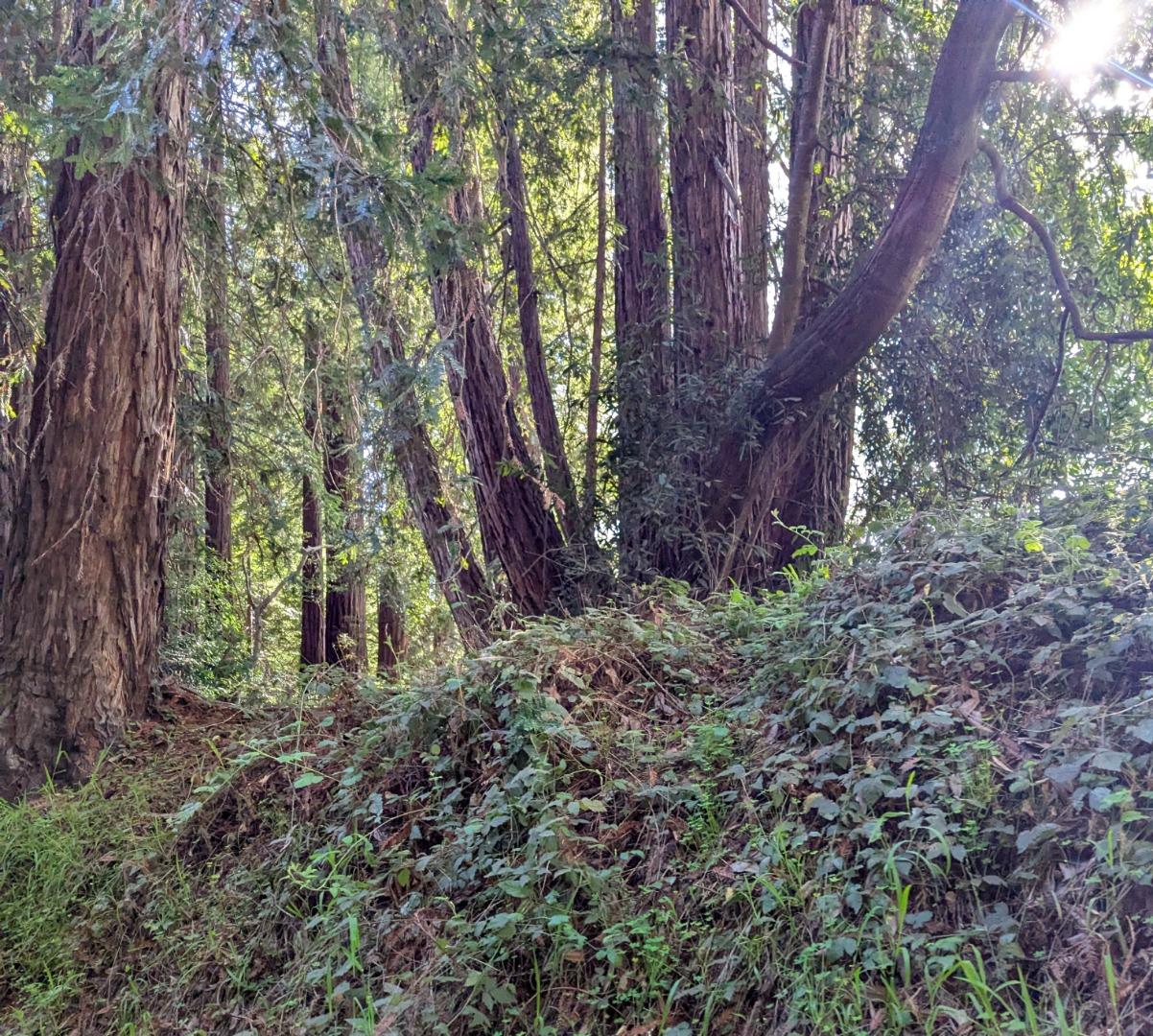 8055 Glen Haven Road Soquel, CA 95073 - Photo 6 of 6