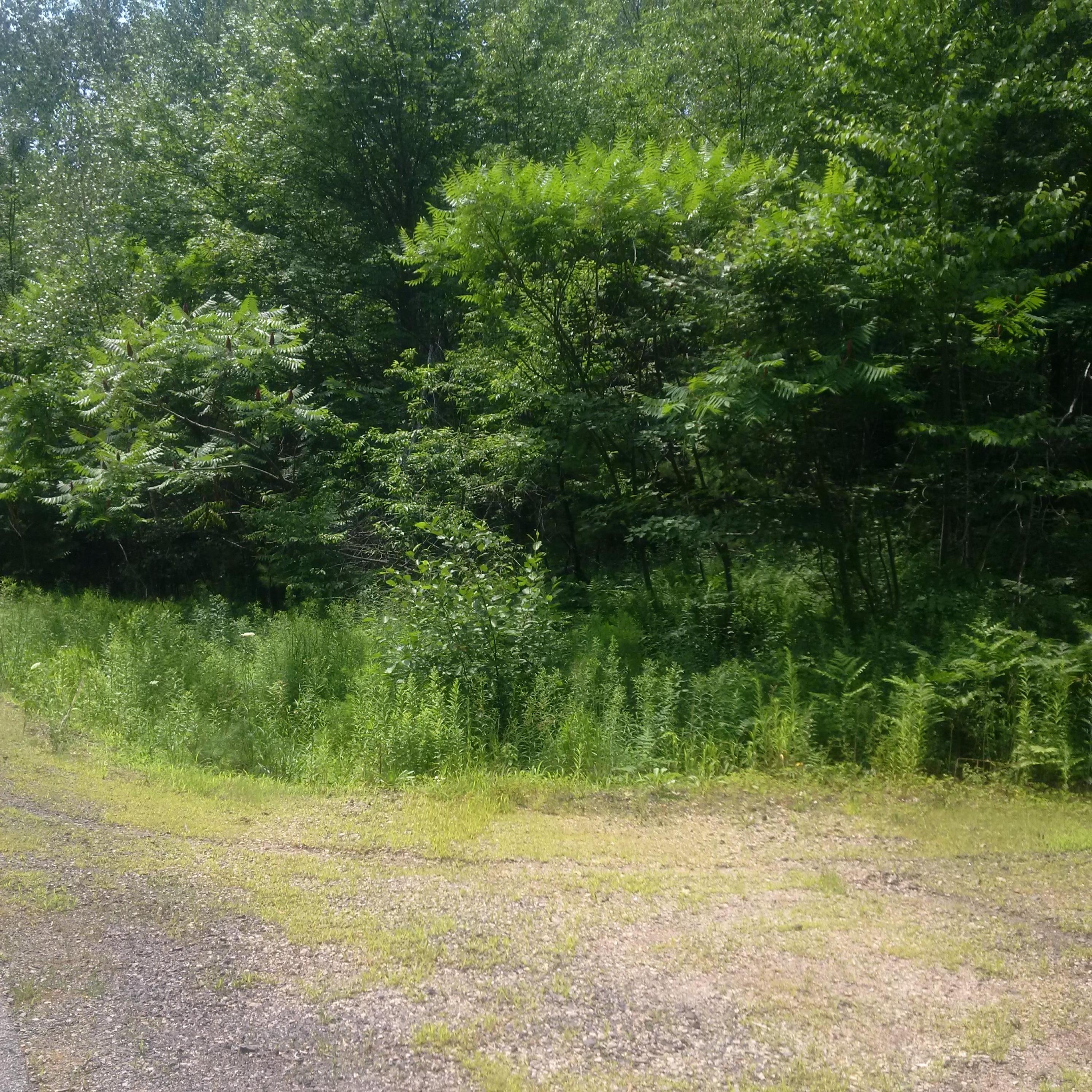 70 Josiah Norton Road Cape Neddick, ME 03902 - Photo 4 of 7 IMG_20170717_114347