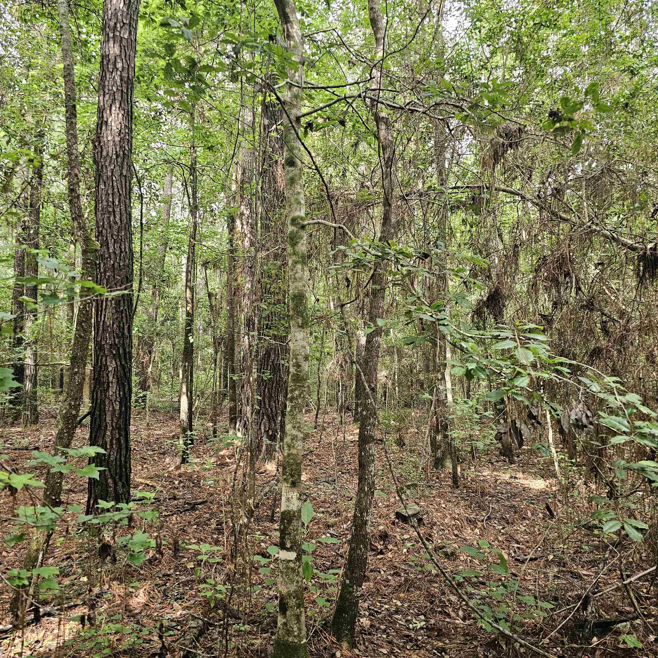 0 County Road 3110 Call, TX 75933 - Photo 20 of 40