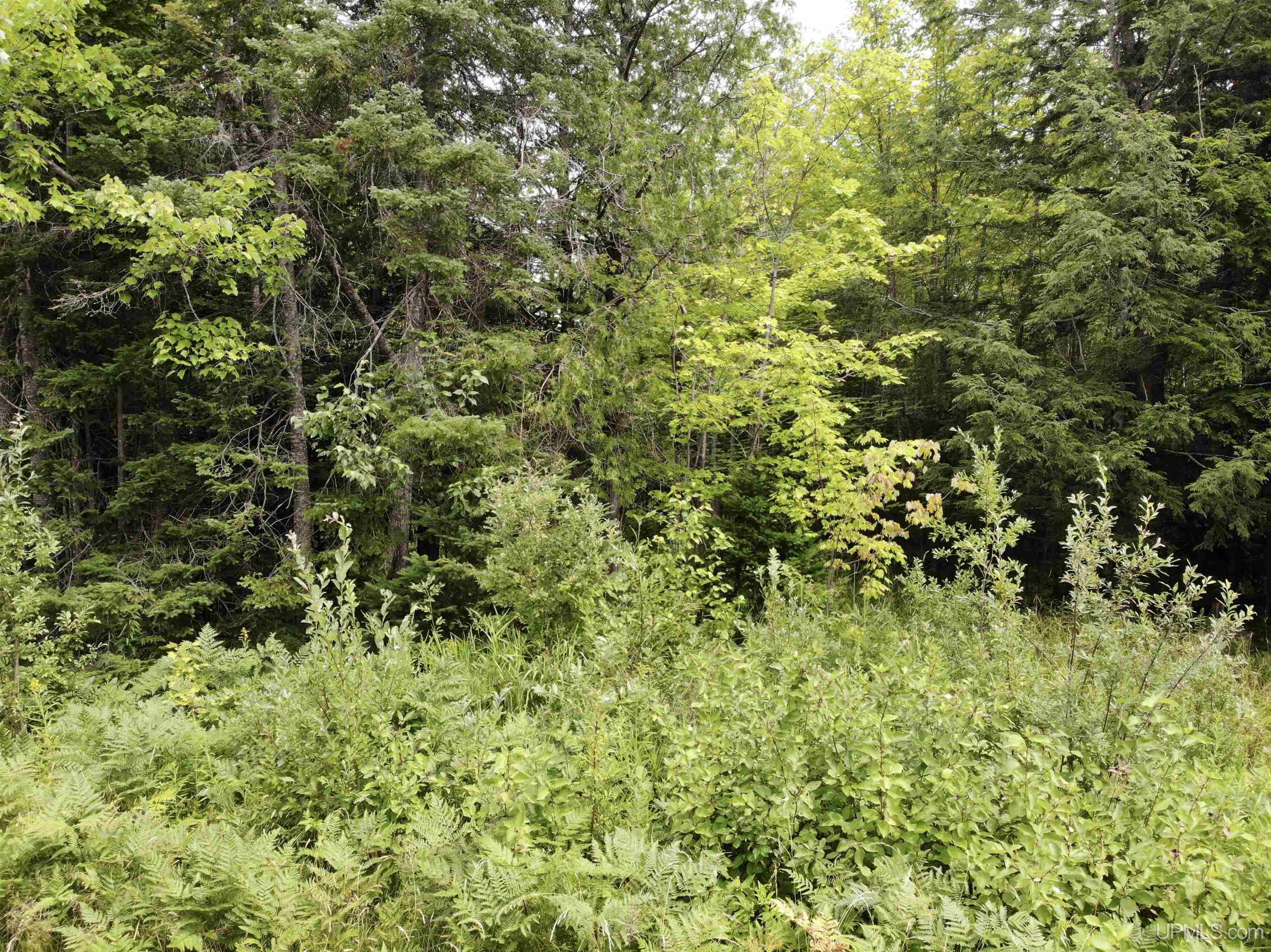 Tbd23 Kokko Road Baraga, MI 49908 - Photo 9 of 18 Gallery Image 9