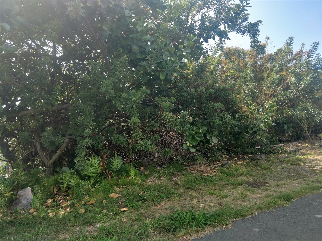 73 Boki Road Captain Cook, HI 96704 - Photo 5 of 8 Gallery Image 5