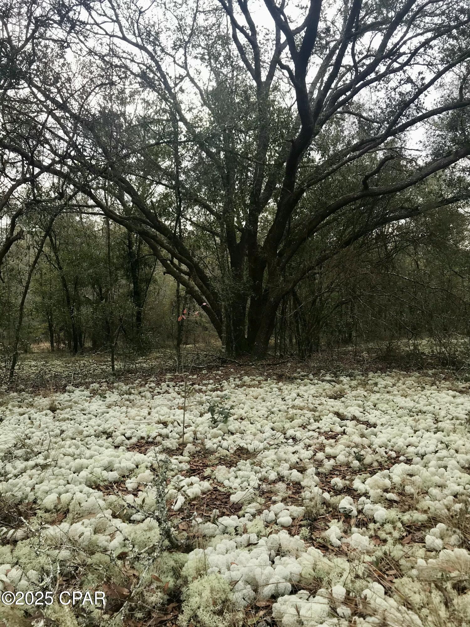 2711 Stallings Road Chipley, FL 32428 - Photo 8 of 20