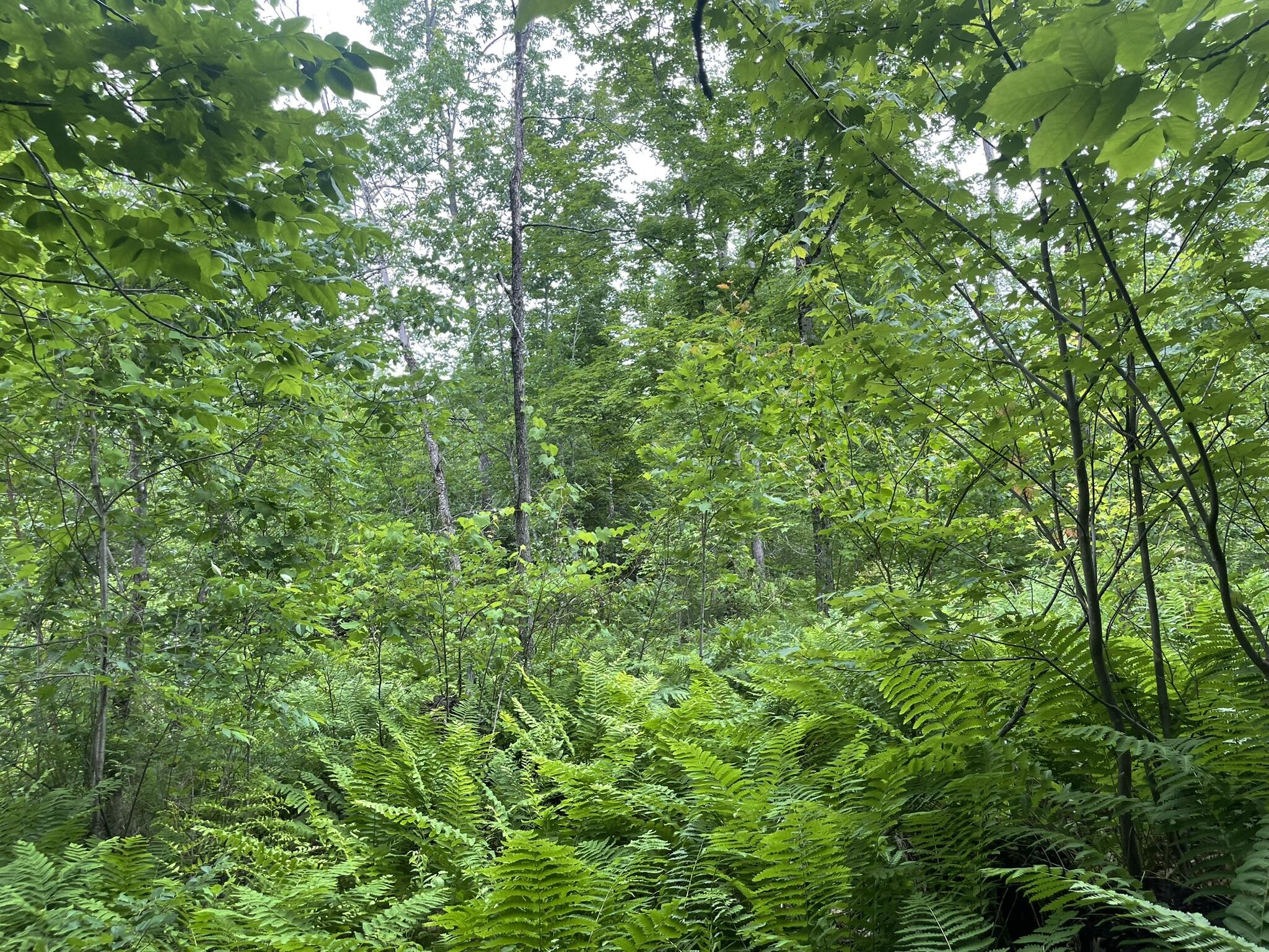 19 Swan Road New Sharon, ME 04955 - Photo 96 of 124 IMG_6299