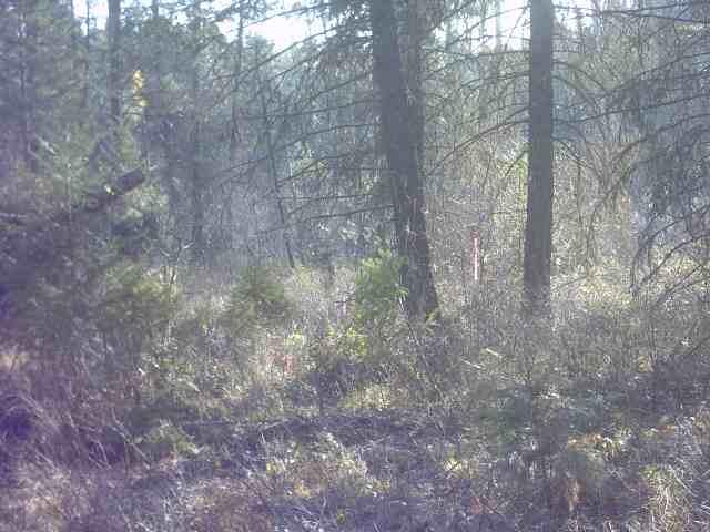 4360 Cemetery Road Springdale, WA 99173 - Photo 7 of 9