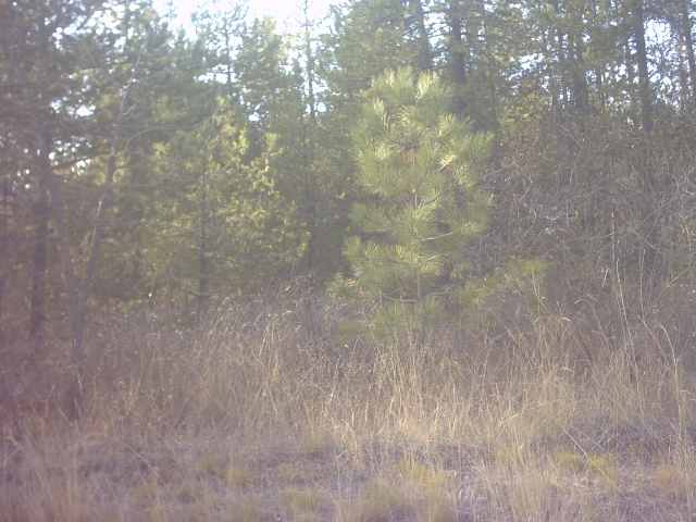 4360 Cemetery Road Springdale, WA 99173 - Photo 9 of 9