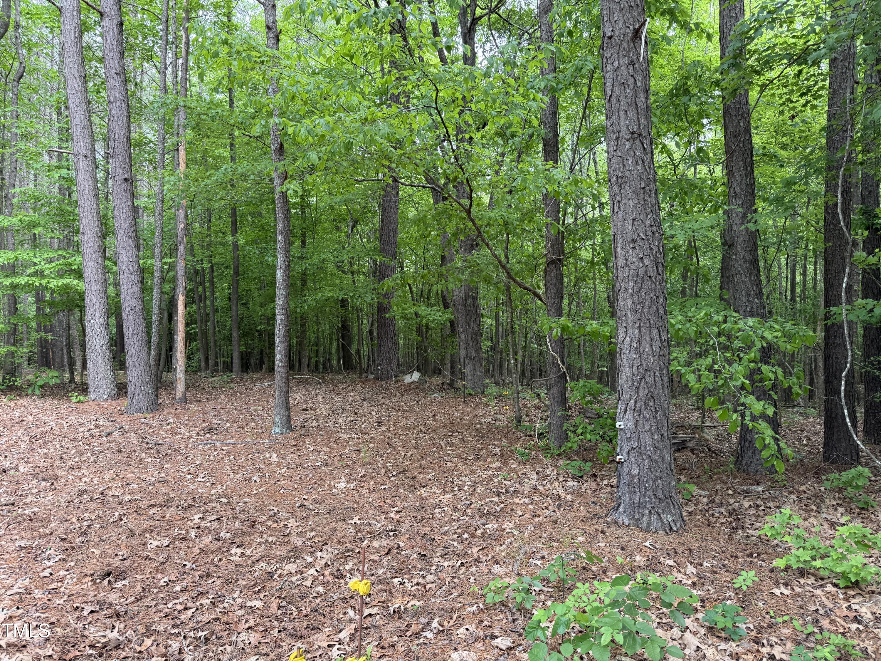 1 Rainbow Canyon Road Clayton, NC 27527 - Photo 3 of 10 a view of a forest with trees in the background