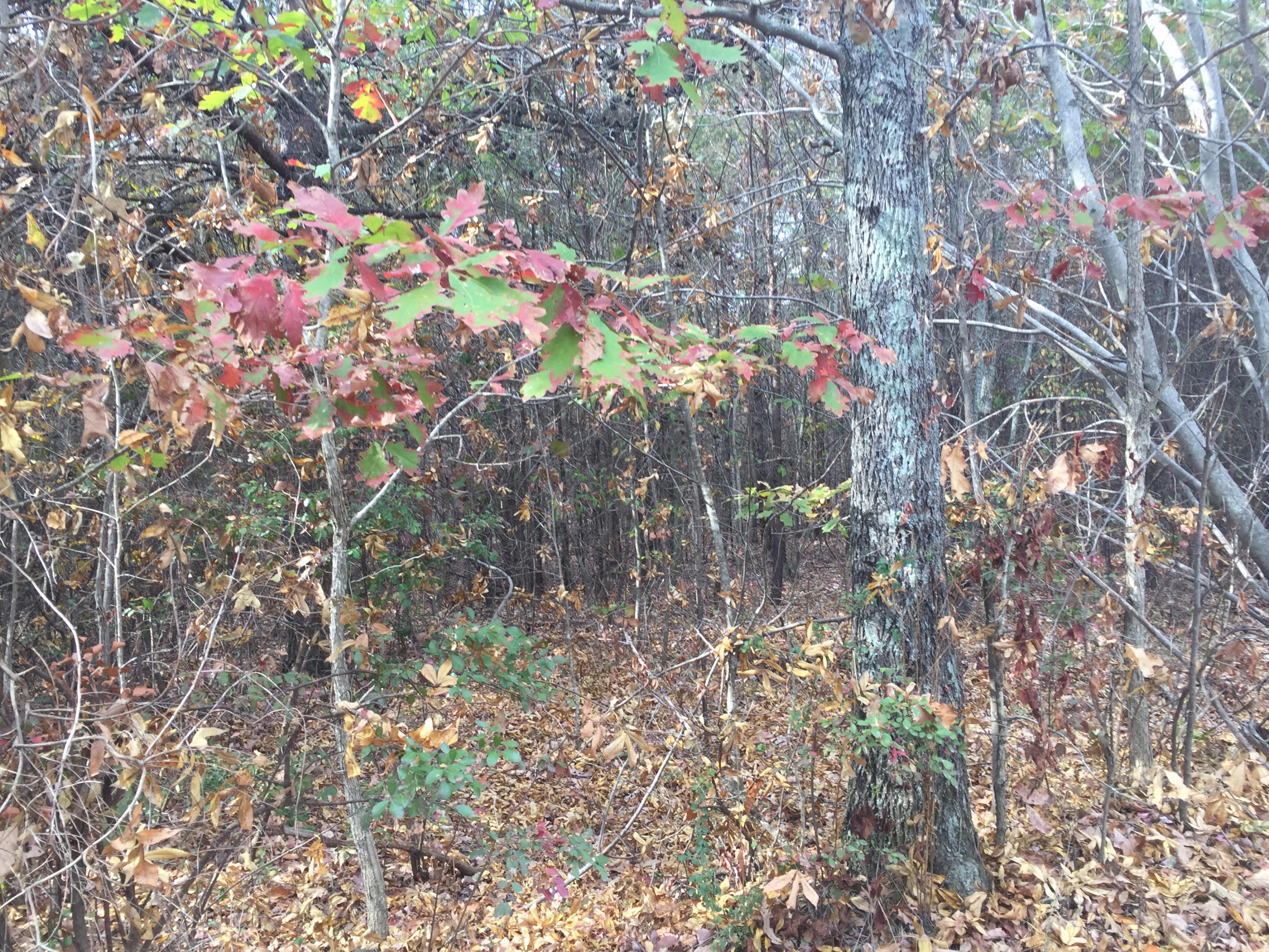 Jack Carroll Property