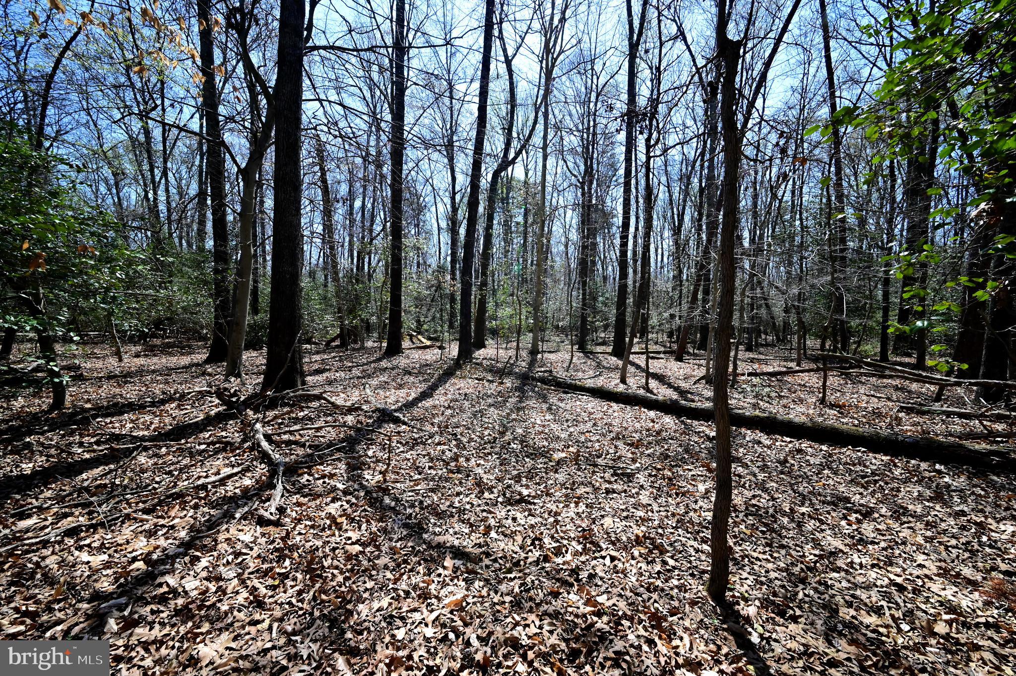 Indian Head Highway Accokeek, MD 20607 - Photo 12 of 17 a view of a forest with trees