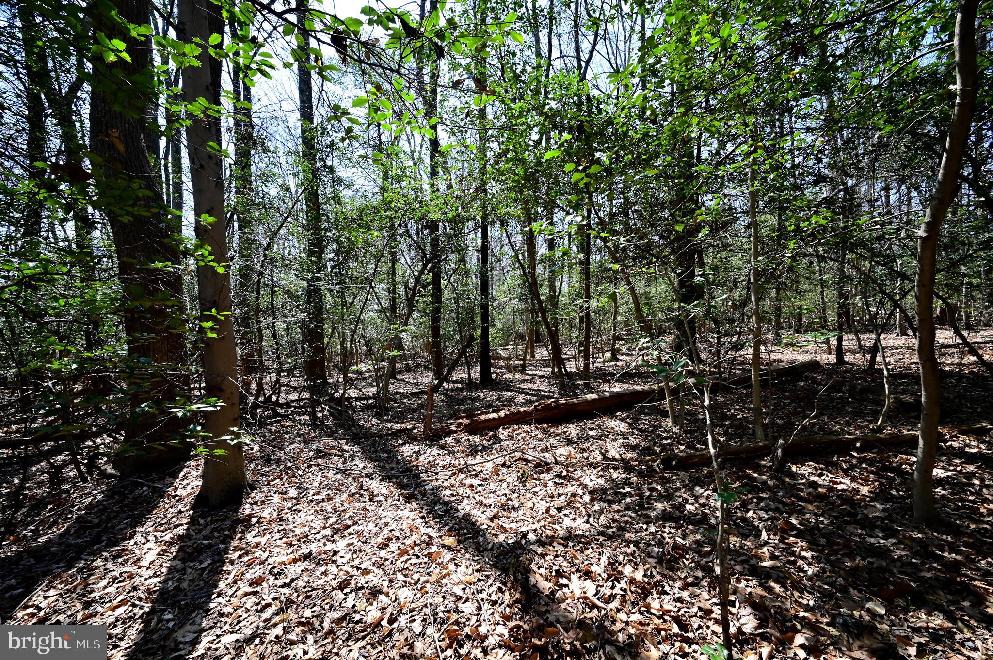 Indian Head Highway Accokeek, MD 20607 - Photo 6 of 17 a view of a forest with trees