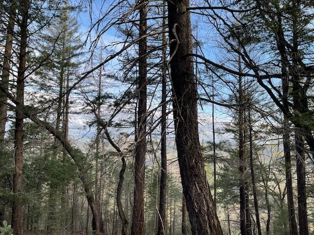 160 Ac Road Oak Run, CA 96069 - Photo 12 of 39 20240322022059677149000000-o